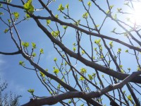 /album/cooperativa-argentovivo-onlus/p1030336-jpg/